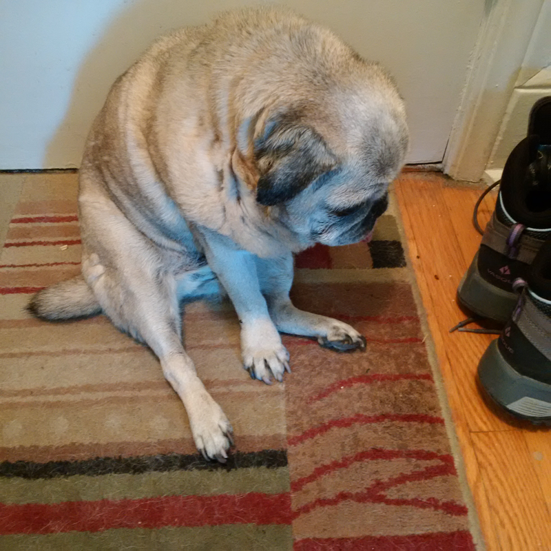 Illustration for article titled It's hard out there for a pug